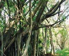 banyan tree