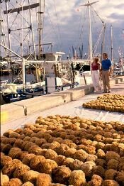 tarpon_springs3